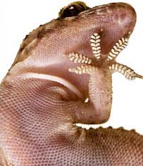 "Super-adhesive" mimics gecko feet