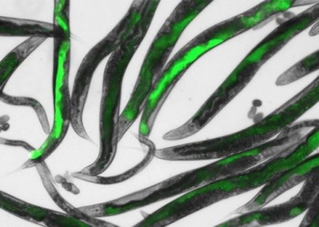 gene editing worms found in indoor air pollution 126131