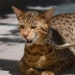 genetically engineered cat created in laboratory worth hundreds of thousands dollars 125444