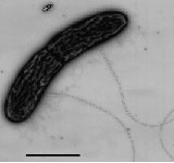 Geobacter sp