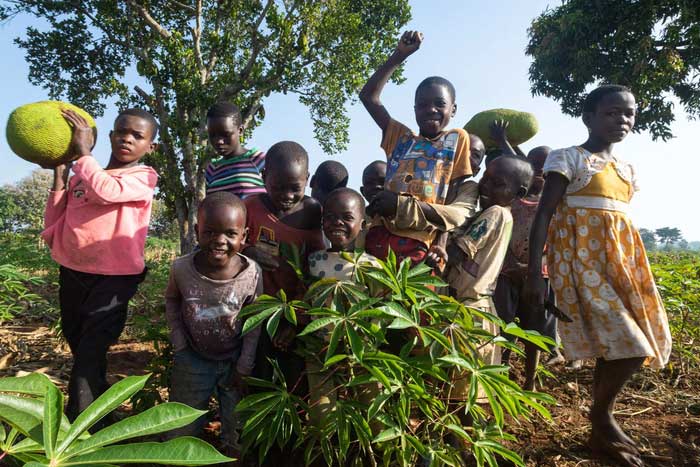 Hasahya's children and grandchildren taking photos while harvesting jackfruit.