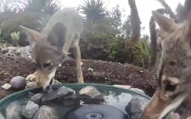 A family of wolves also chose this spot for a refreshing drink.