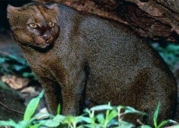 giant cat breeds domestic cat like rooster in america 125376