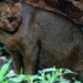 giant cat breeds domestic cat like rooster in america 125376