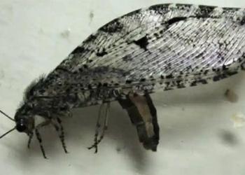 giant insect ky jura found at walmart 126225