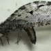giant insect ky jura found at walmart 126225