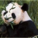 giant panda ailuropoda melanoleuca 6180