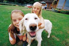 Pet hair (dogs, cats...) is one of the causes of allergies