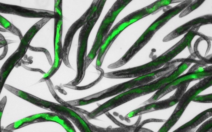 This is a species of transparent roundworm living in temperate soil environments.