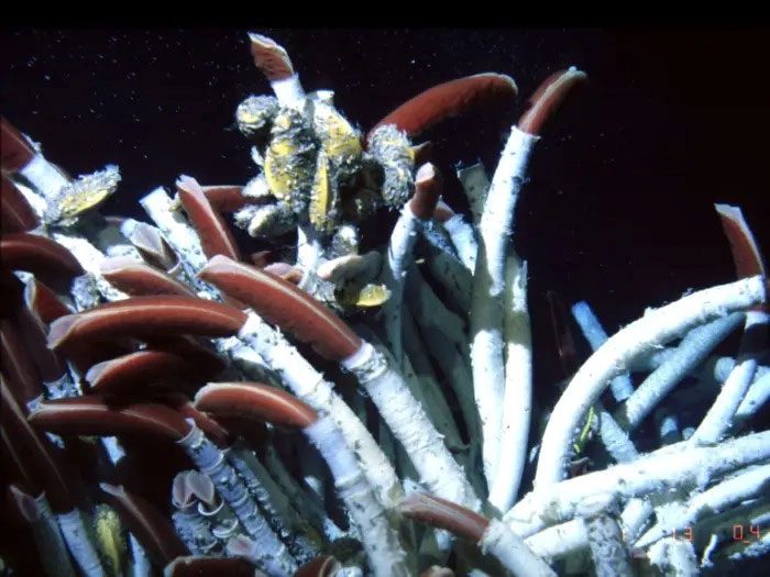 Tube Worm