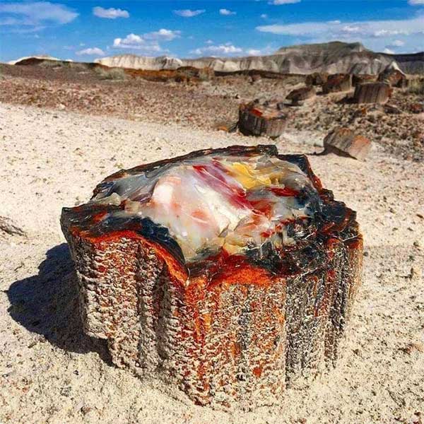 Petrified wood literally means wood turned to stone.