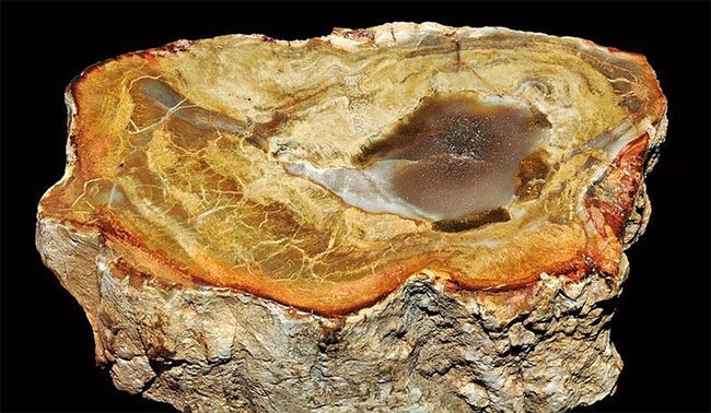 The trunk of a tree is the part most likely to become petrified.