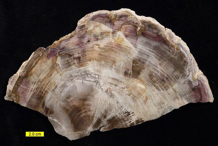 Petrified wood is formed through a process called permineralization