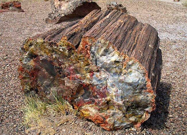 Petrified wood can be considered a natural wonder