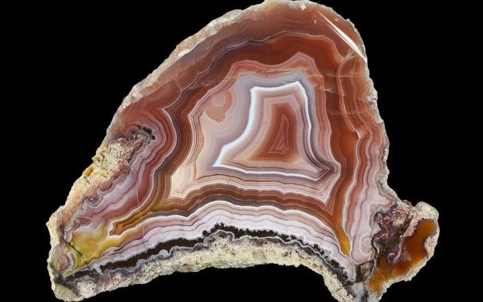 Petrified wood