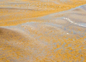 golden tide warning impending attack florida 126092