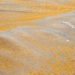 golden tide warning impending attack florida 126092
