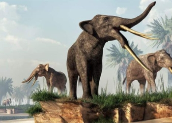gomphotheres ancient elephants that owned up to 4 tusks 124821