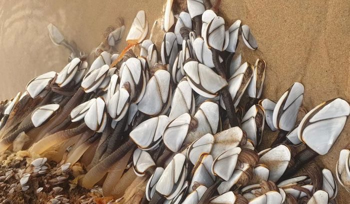Goose barnacles can fetch prices close to 100 USD per kilogram.