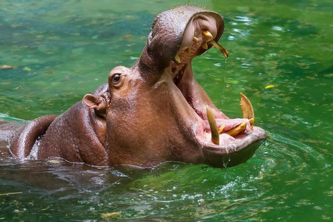 The wide mouth of the hippopotamus makes many other species cautious.