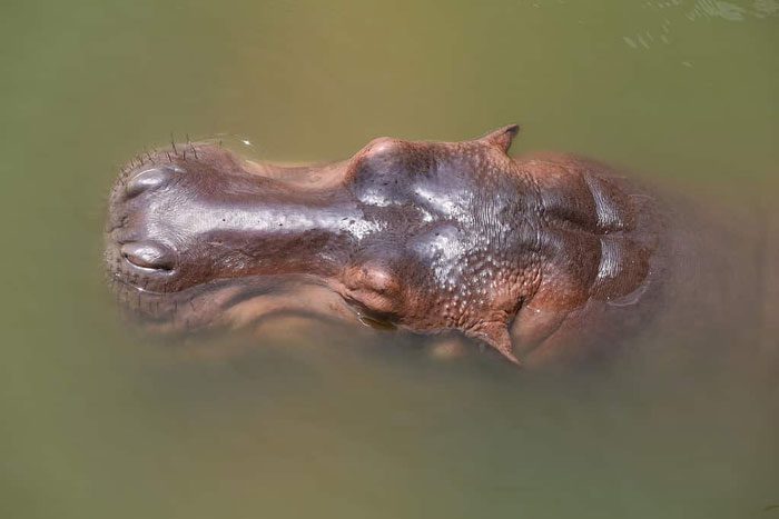 Hippos cannot actually swim.