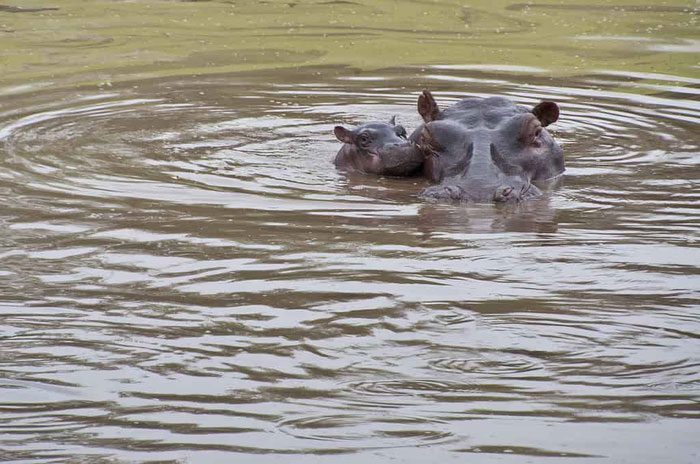 When submerged, hippos can hold their breath for 5 minutes or even longer if needed.