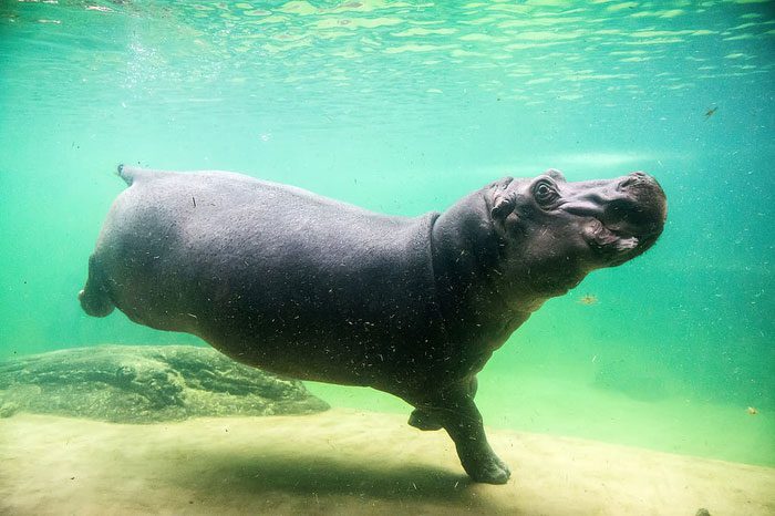The skin of a hippo is very delicate and vulnerable.