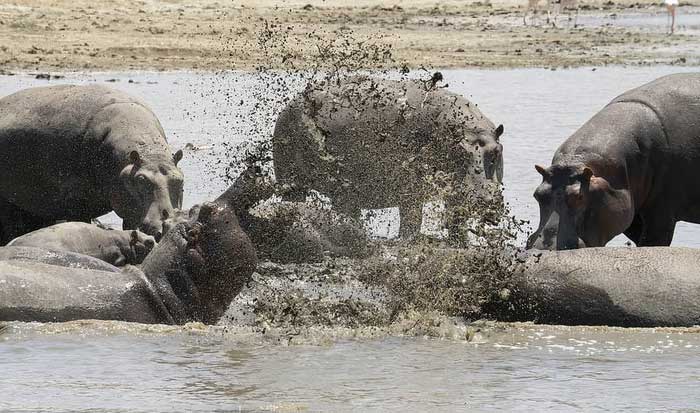 Hippos are social animals that live in groups.