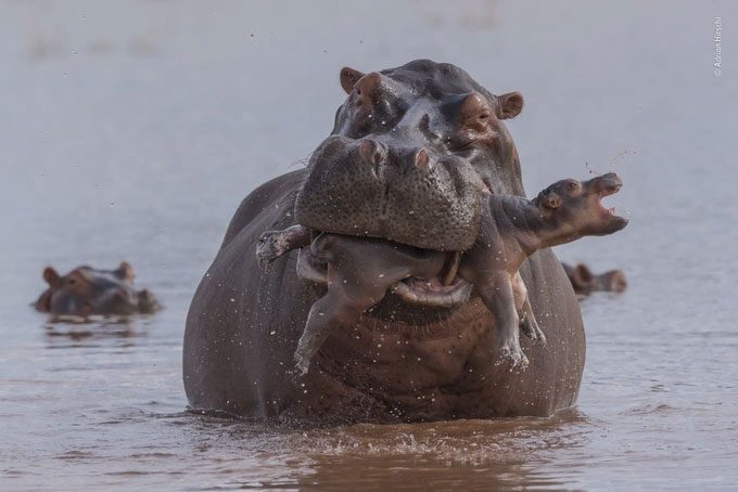 A male hippopotamus attacks and kills a baby hippopotamus right in front of its mother.