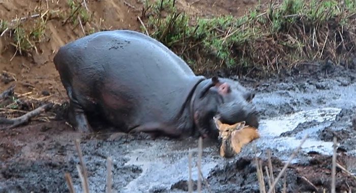 Hippopotamus