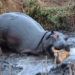ha ma mac chung roi loan nhan cach doan tho san thien chien nhat chau phi cung phai lac dau ngan ngam 125010