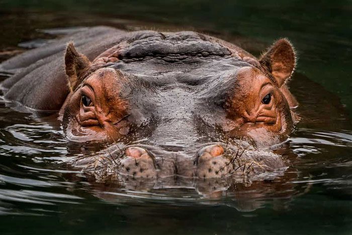 Hippos are large aquatic animals living in Africa.