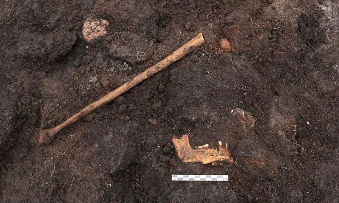 Leg bones, pelvis, and jaw of a skeleton found in the swamp