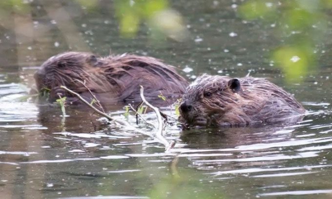 A pair of beavers gnawing on a branch in shallow waters at Glennallen, Alaska.