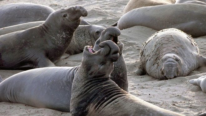 A male elephant seal surrounded by females.