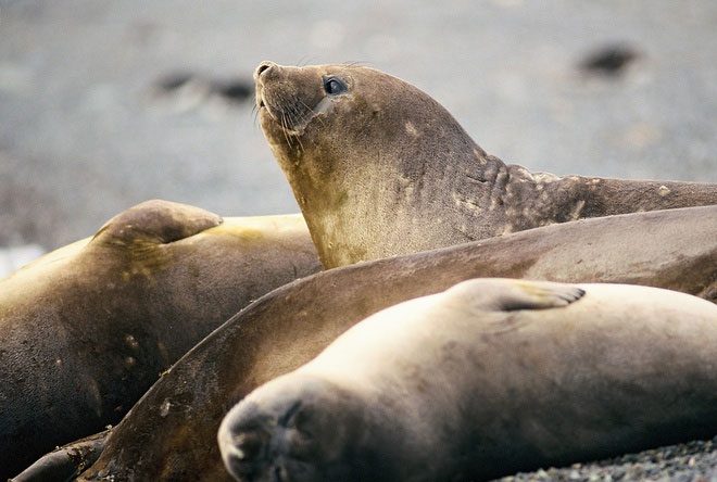 Southern elephant seals exemplify the "extreme polygamous" reproductive mechanism