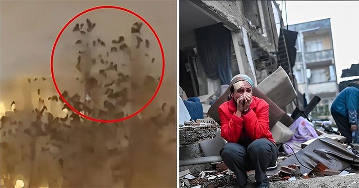 Many birds flying in the air before the earthquake occurred.