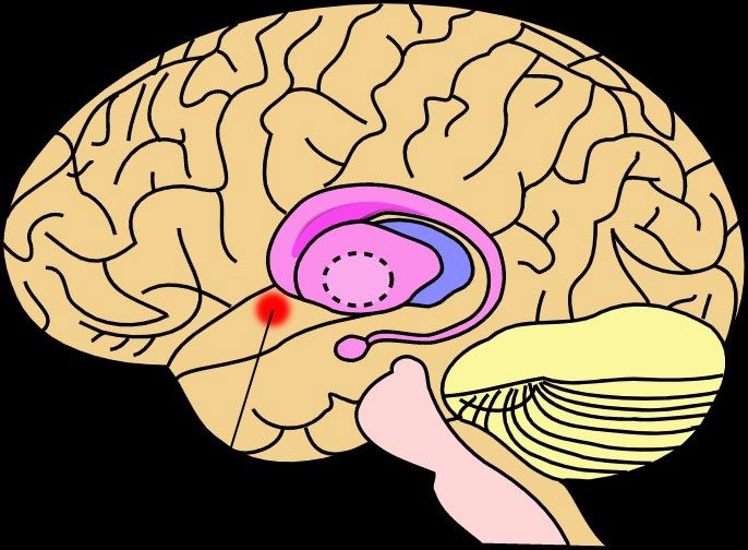 hat nhan accumbens
