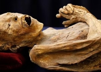 health expert warns preserved wood may be transmitted to humans 126720