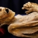 health expert warns preserved wood may be transmitted to humans 126720