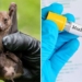health ministry strengthens monitoring of high risk marburg disease 126459