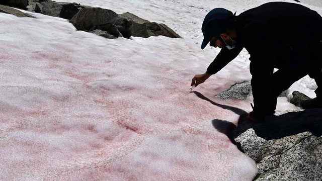 A scientist collecting snow samples containing algae for research