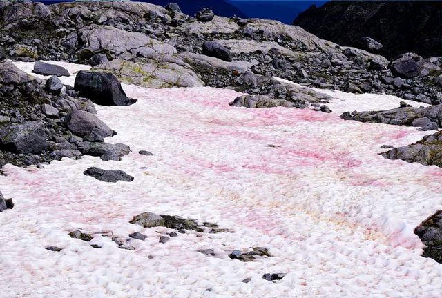 Chlamydomonas nivalis algae commonly found in high-altitude and polar regions