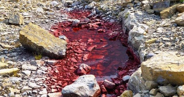 Snow containing algae turns blood-red as it melts