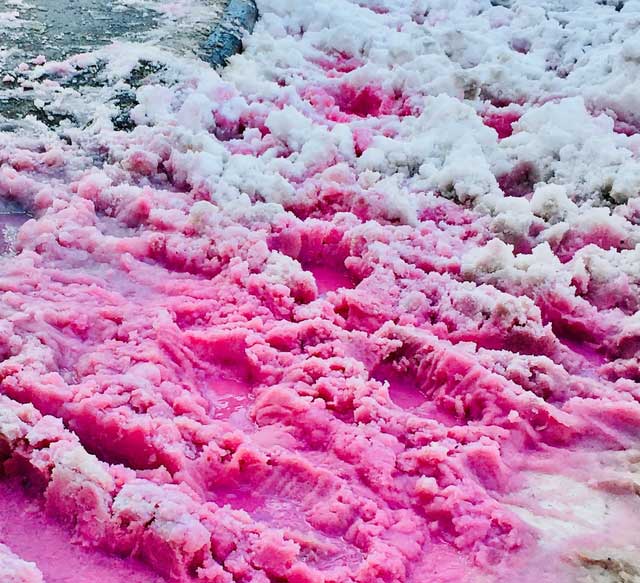 The phenomenon of pink snow caused by the blooming of Chlamydomonas nivalis algae.