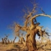 ho duong populus diversifolia plant in salty soil 6109