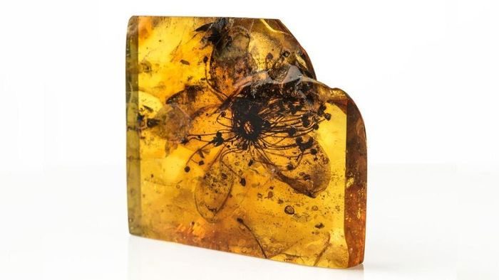 Fossilized Flower