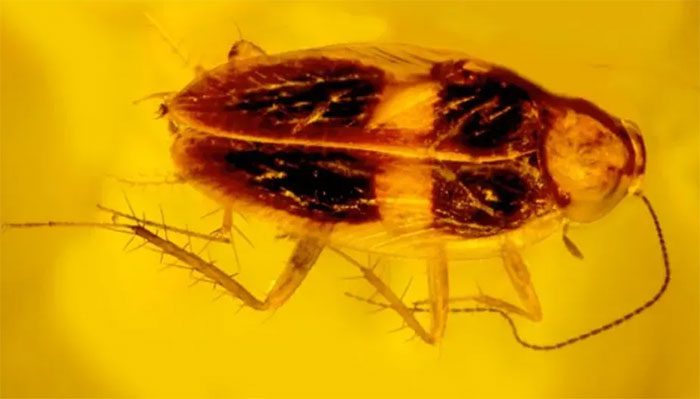 Cockroach preserved in amber.