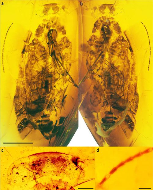 Amber piece preserving the creature's body