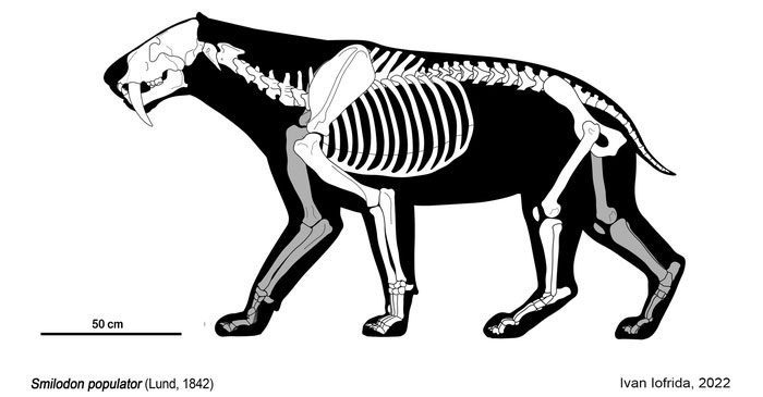 Smilodon has a more powerful physique than any other predator in the cat family.